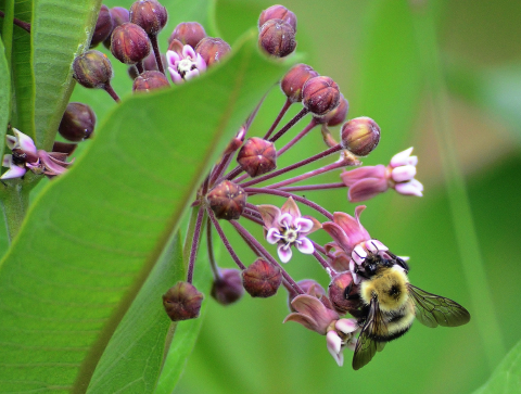 Bumblebee visiting milkweed flower.
