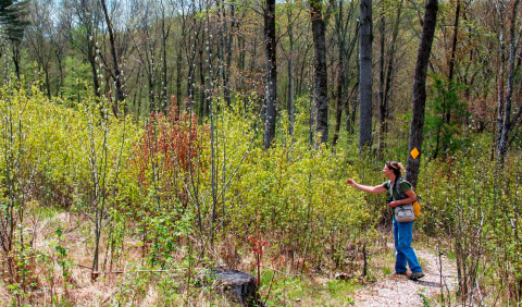 Hiker stops to check out young aspen trees sprouting on a young forest habitat project.