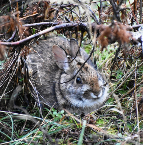 New England cottontail hiding in thick young forest habitat.