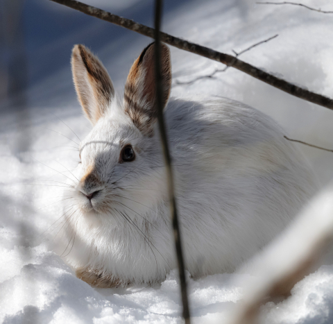 Snowshoe hare crouching in the snow.