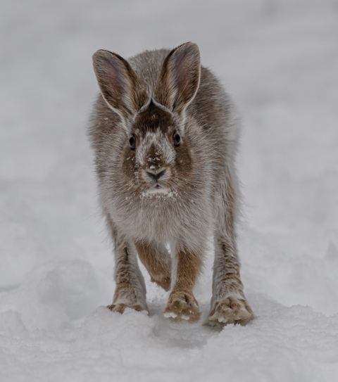 Snowshoe hare running on the snow.