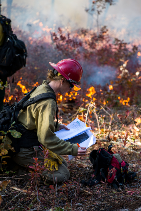 image of prescribed burn to refresh pine barrens habitat