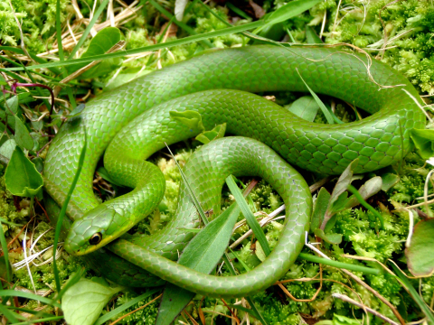 Green snake coiled in grass.