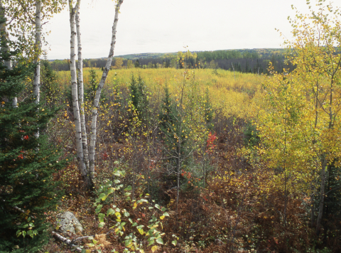 image of aspen clearcut in autumn