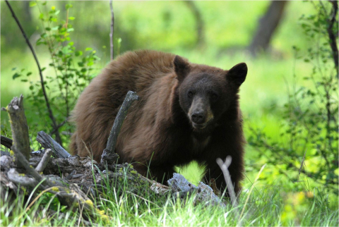 image of black bear