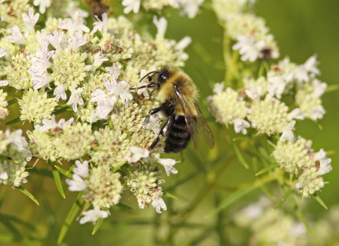 bumblebee pollinator visiting flower