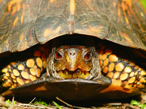 Eastern box turtle withdrawn inside its shell.