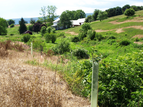 image of young forest plantings on farm