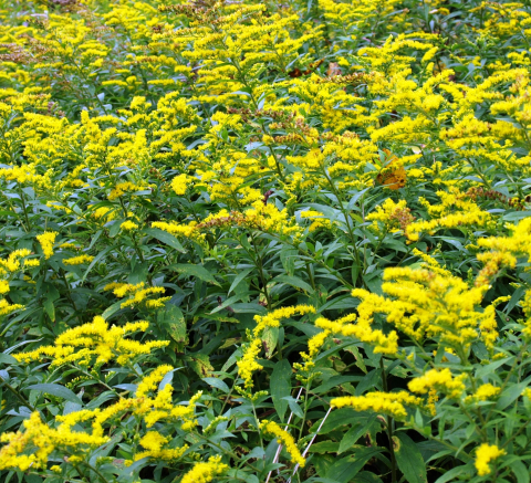Flowering goldenrod provides nectar and pollen for many insects.