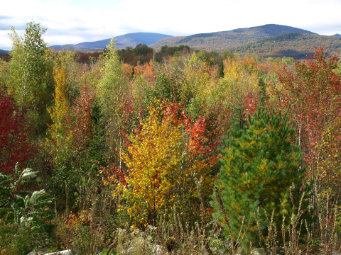 image of young forest in groton state forest, vermont