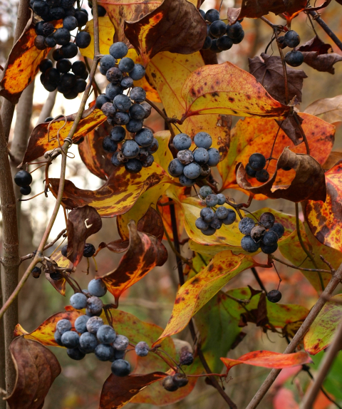 Wild grapes growing in young forest and shrubland habitat.