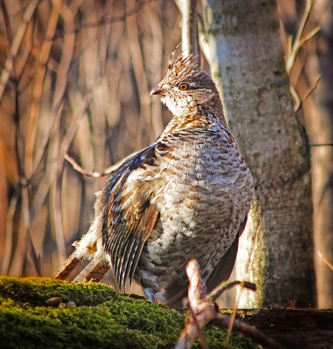 Ruffed grouse on log | Young Forest & Shrubland