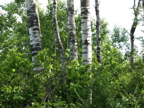 image of mature aspen trees