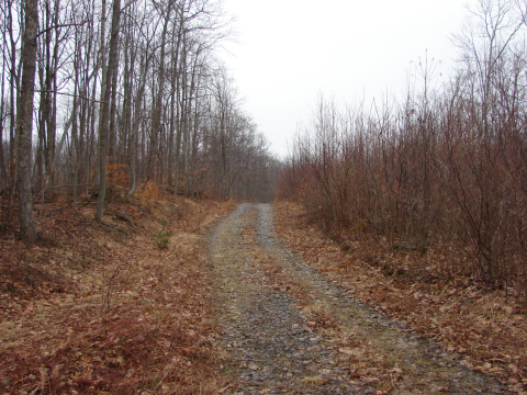 image of older forest and young forest