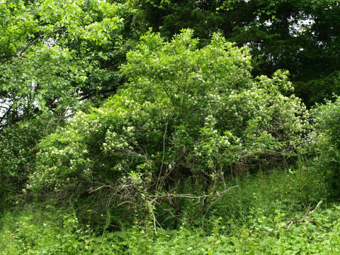 Invasive multiflora rose | Young Forest & Shrubland