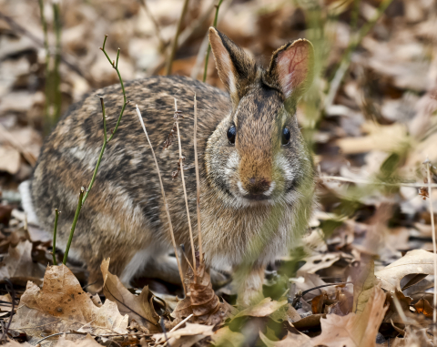 image of new england cottontail