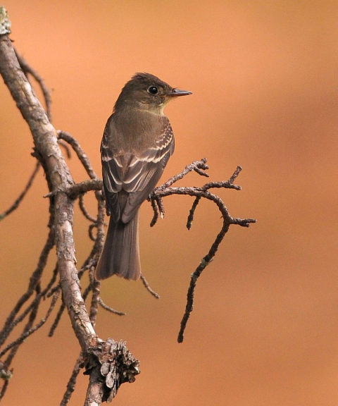 image of olive-sided flycatcher