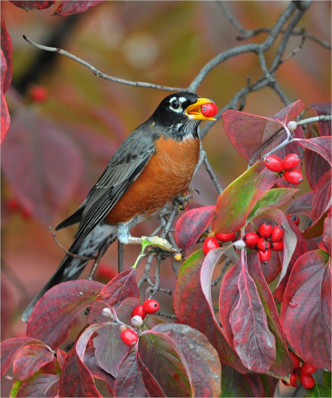 image of robin eating dogwood fruit