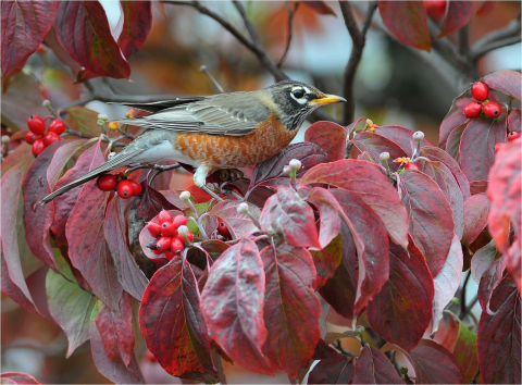 image of robin in fruiting dogwood