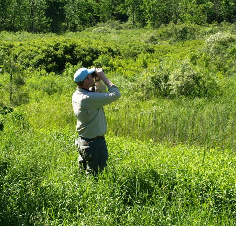 Birder looking for songbirds in a field.