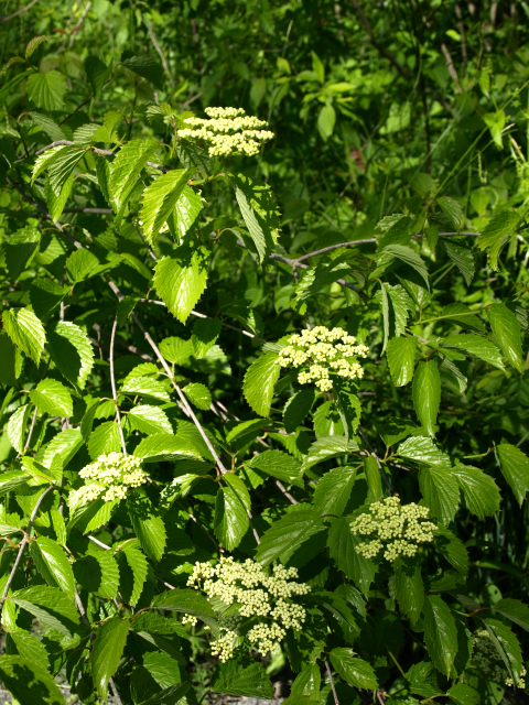 image of viburnum in shrubland habitat