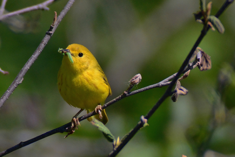 image of yellow warbler feeding on caterpillar