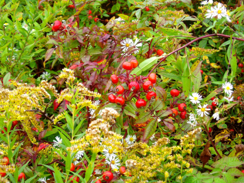 image of rose hips