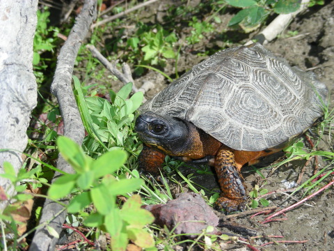 image of wood turtle