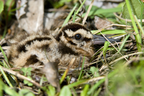 Woodcock chick soon after hatching.