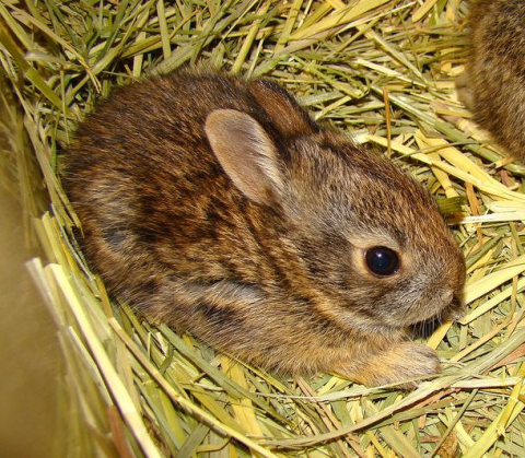 Young captive-bred New England cottontail