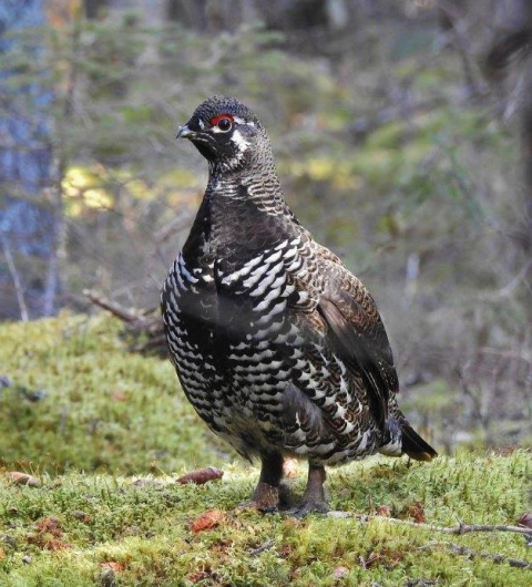 Spruce grouse in Vermont.