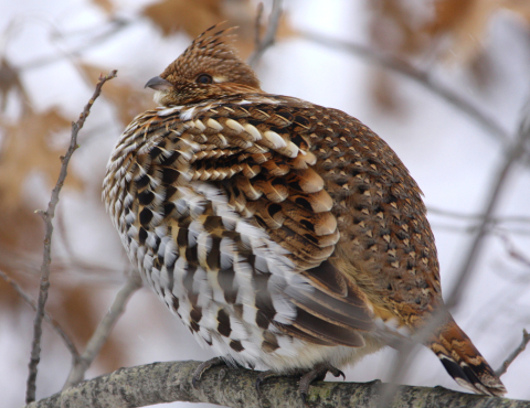 Ruffed grouse in winter