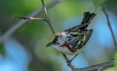 chestnut-sided warbler