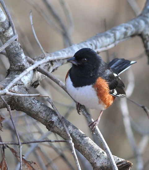 eastern towhee perched in small tree