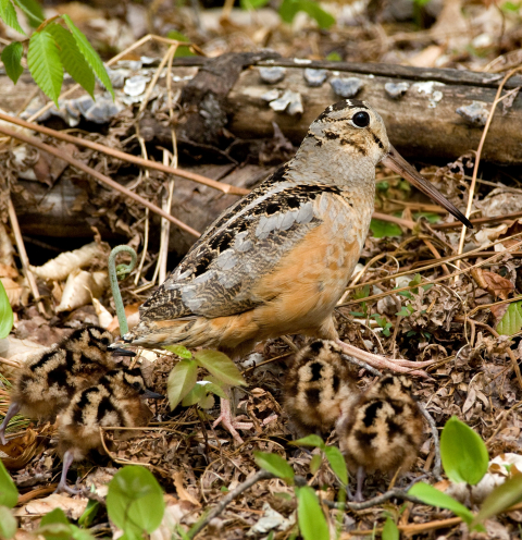 Female American woodcock with chicks