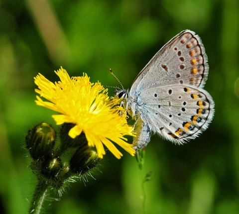 image of Karner blue butterfly on hawkweed flower