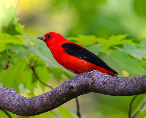 scarlet tanager in forest