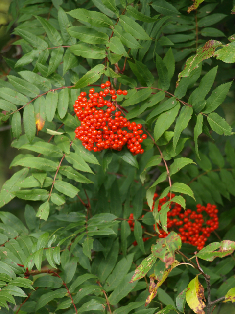 mountain ash fruit and leaves