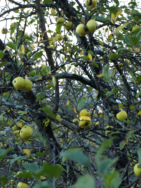 apple tree with fruit in fall