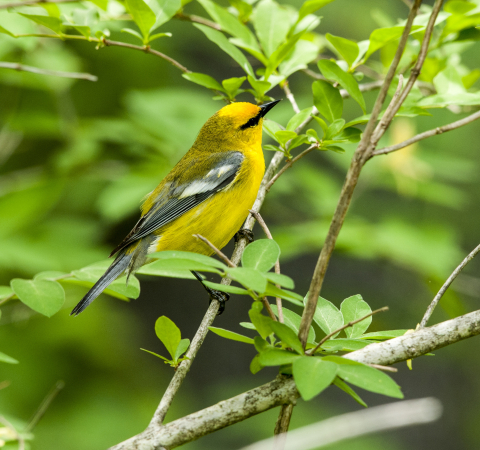 blue-winged warbler in vegetation