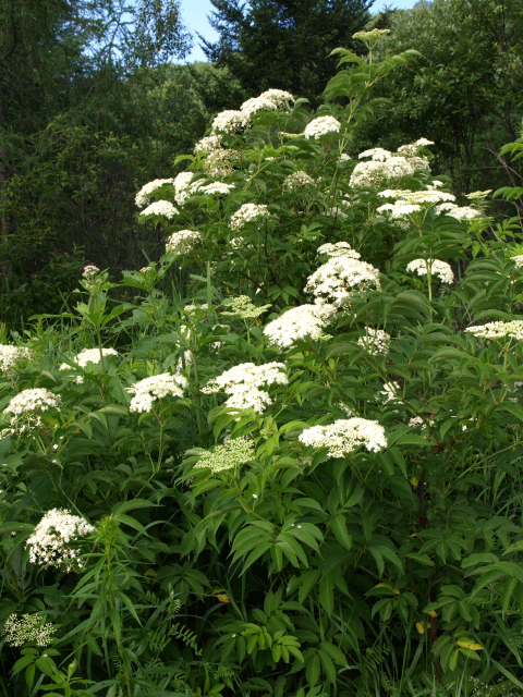 image of elderberry shrub in bloom