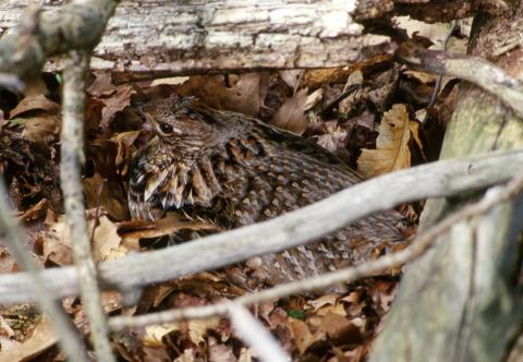 ruffed grouse on nest