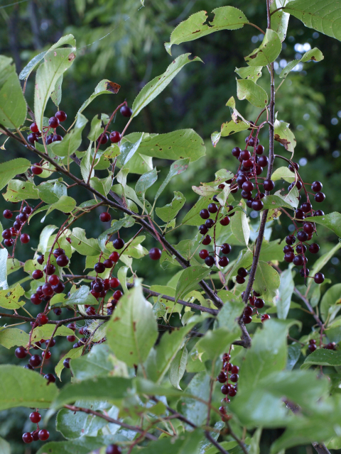 pin cherry fruit