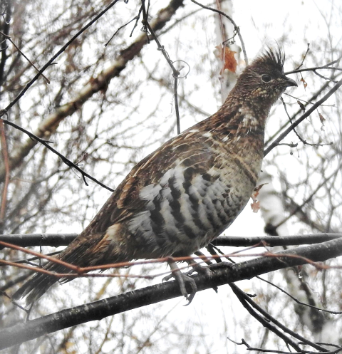 THE  GROUSE & THE BLACK GROUSE セット BBC - Nature's Top 40 - No. 4
