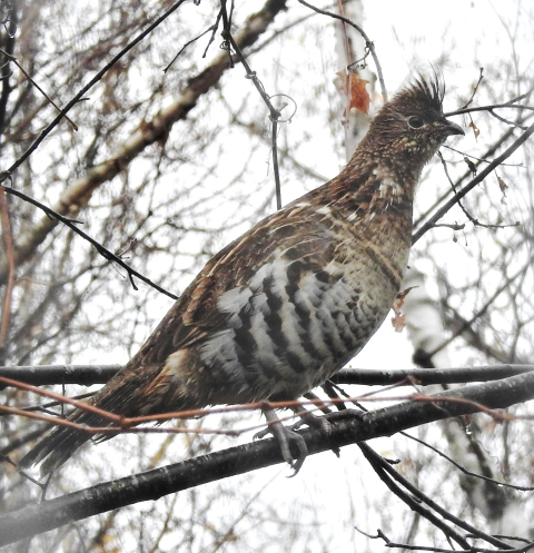 ruffed grouse perched in tree