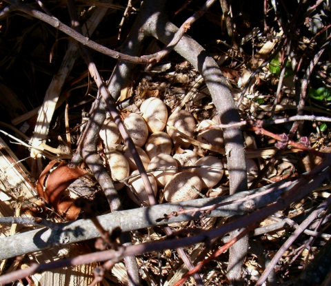 wild turkey nest with eggs