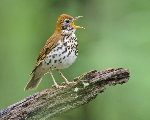 wood thrush singing