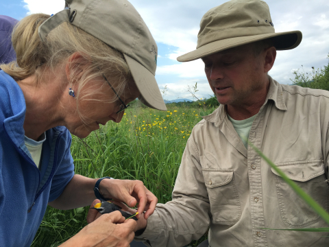 image of biologists attaching tracking device to golden-winged warbler