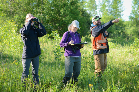 image of biologists looking for golden-winged warblers in shrubland habitat