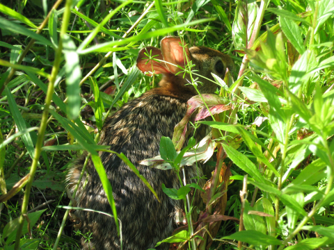 New England cottontail in thick vegetation